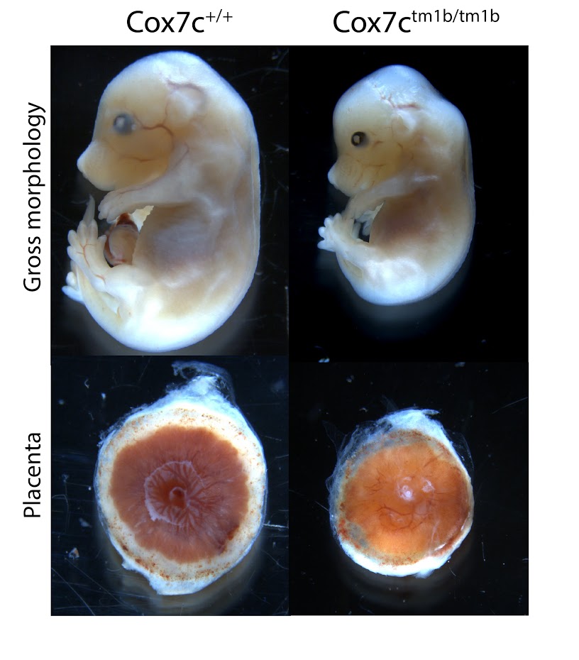 E15.5 Cox7c embryo