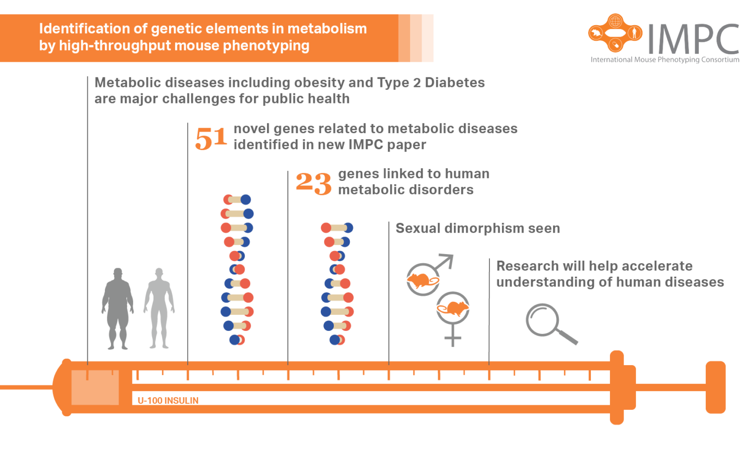 New diabetes genes discovered in latest IMPC research IMPC