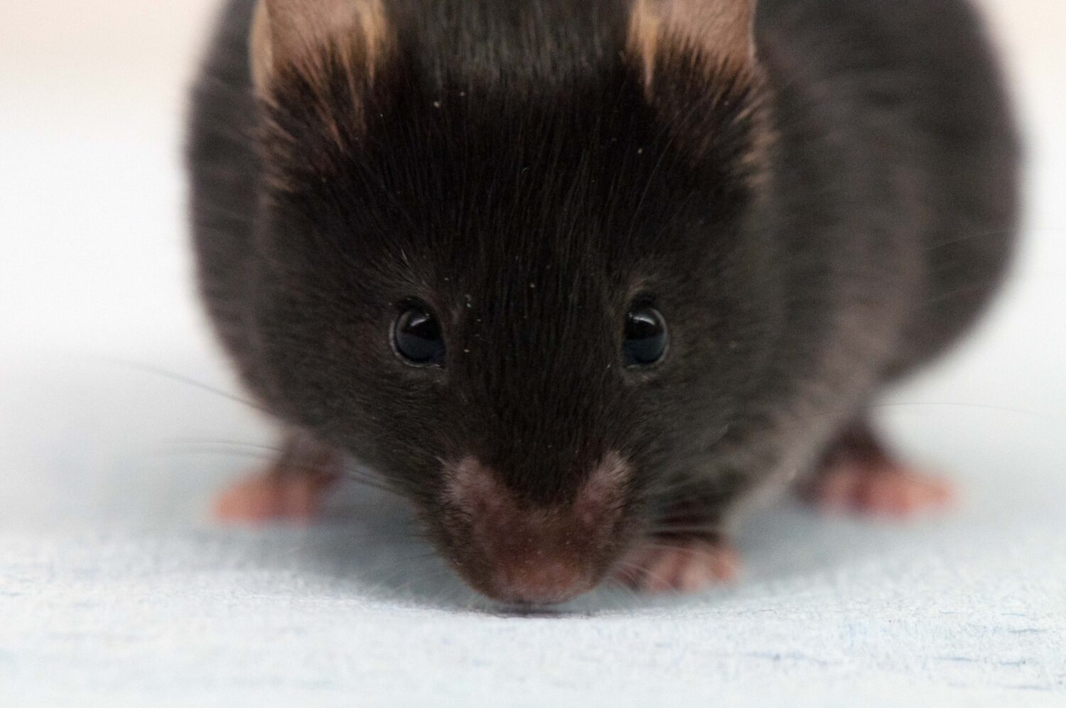 Eight new mouse models for Alzheimer's disease available to researchers