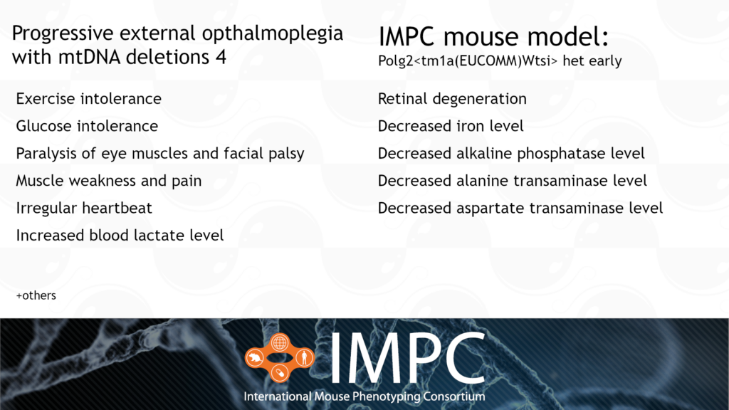 Image comparison of the human PEOA4 disease to the IMPC mouse model. PEOA4 has the key symptoms: exercise intolerance, glucose intolerance, paralysis of eye muscles and facial palsy, muscle weakness and pain, irregular heartbeat, and increased blood lactate level, among others.  IMPC mouse model has the key phenotypes: retinal degeneration, decreased iron level, decreased alkaline phosphatase level, decreased alanine transaminase level, and decreased aspartate transaminase level.